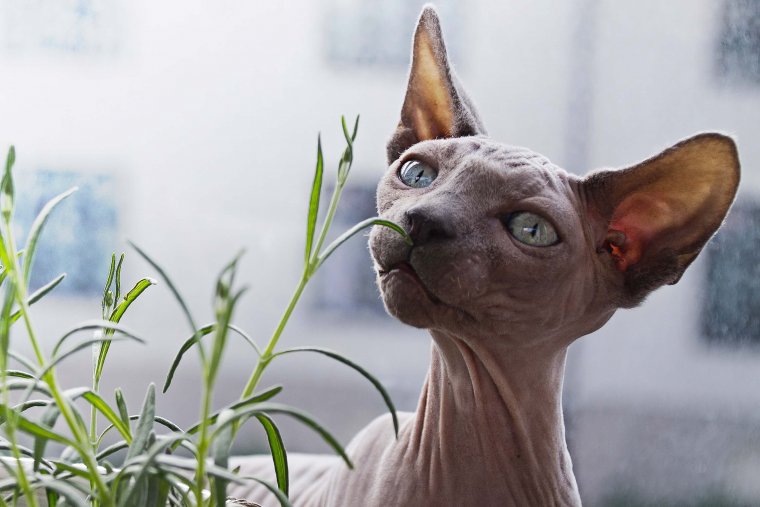 Коты сфинксы: фото удивительных созданий 23 коты
