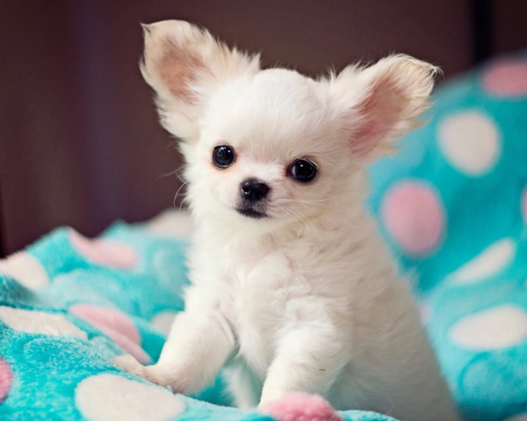 Милые миниатюрные собаки (16 Фото) 12