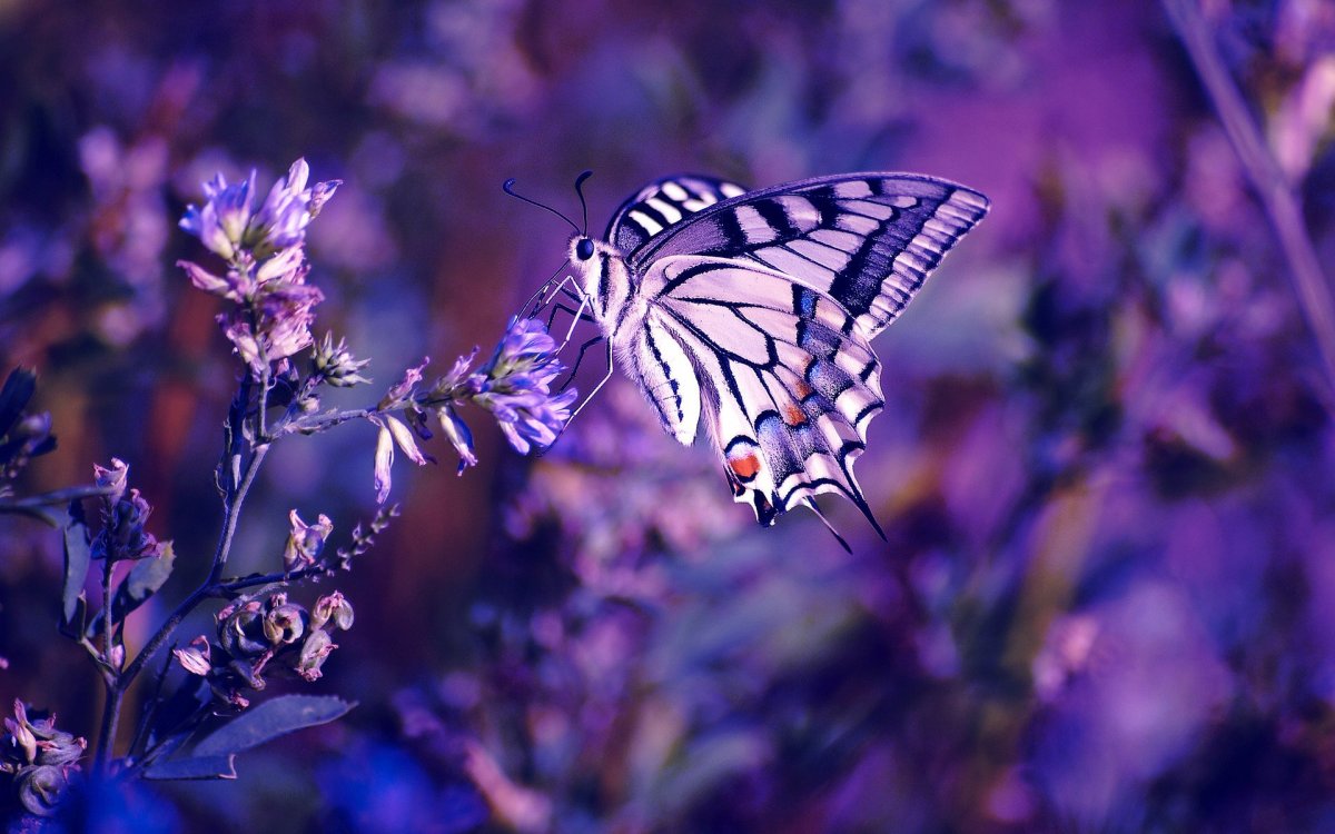 Очень красивые бабочки: качественные фото 1