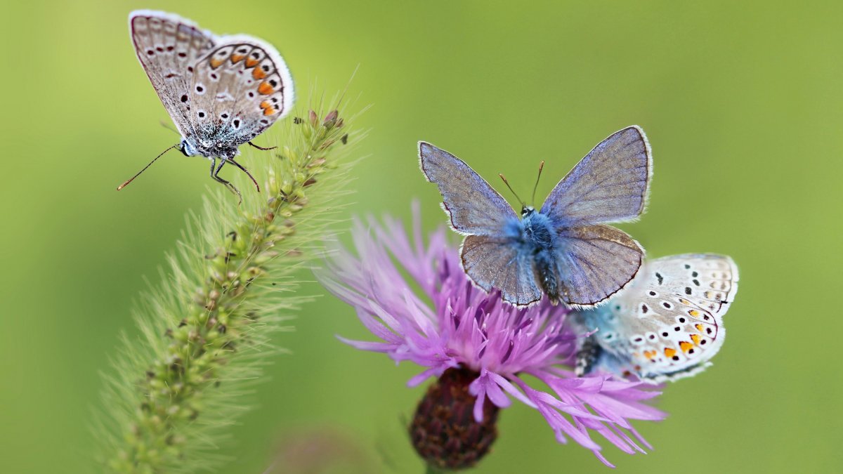 Очень красивые бабочки: качественные фото 2 бабочки