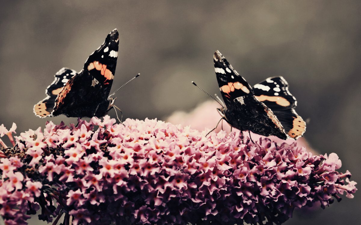 Очень красивые бабочки: качественные фото 5