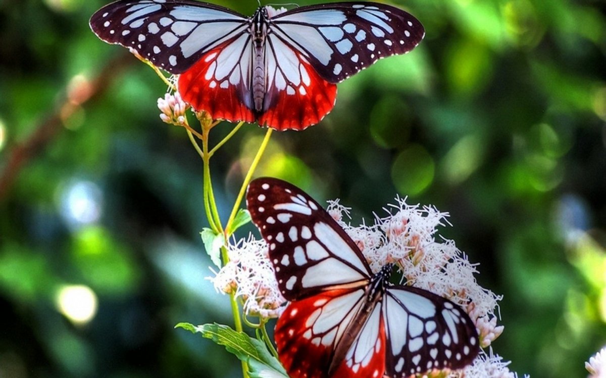 Очень красивые бабочки: качественные фото 7