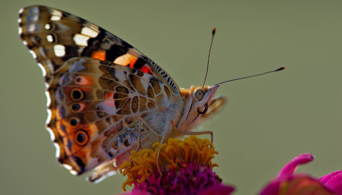 Очень красивые бабочки: качественные фото 9