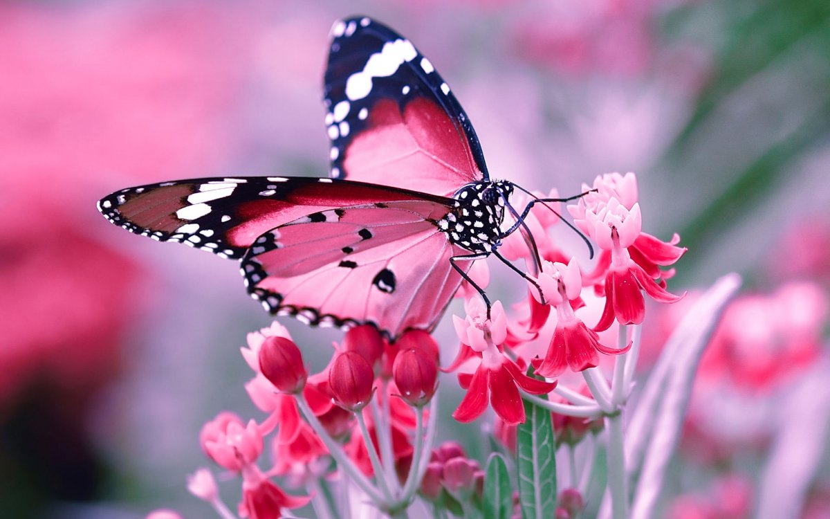 Очень красивые бабочки: качественные фото 10