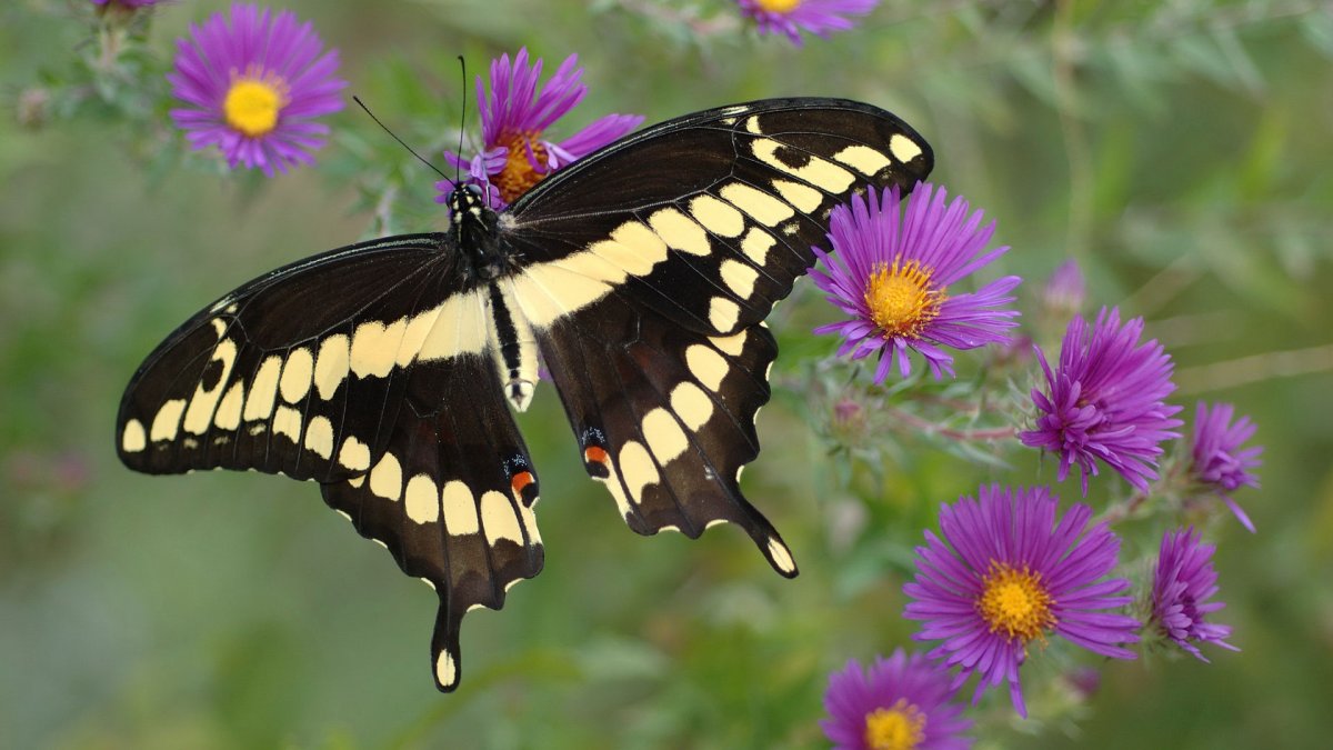Очень красивые бабочки: качественные фото 11