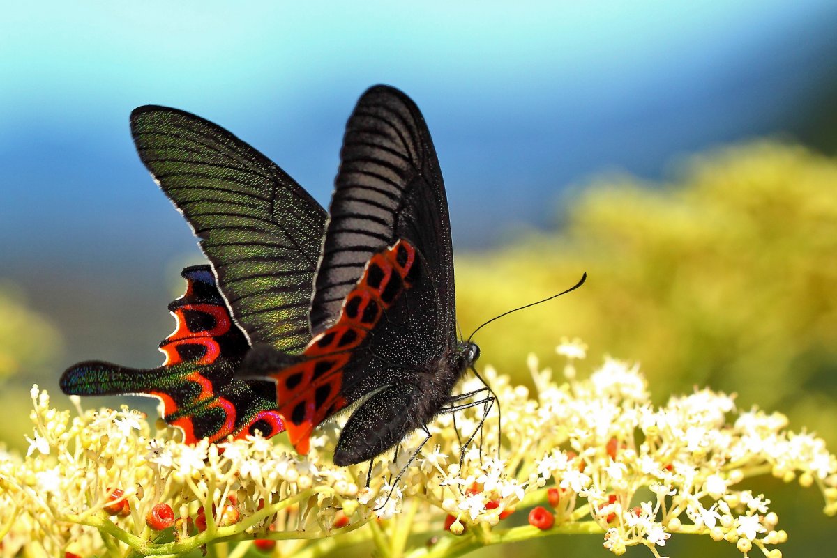 Очень красивые бабочки: качественные фото 12