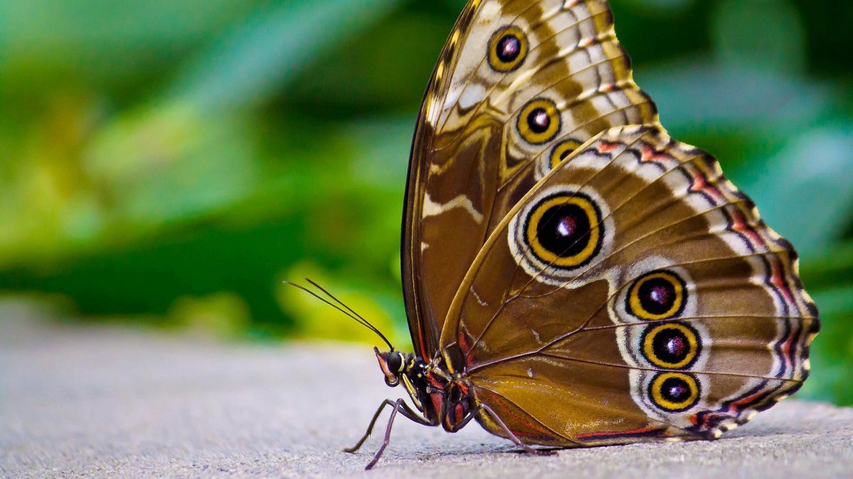 Очень красивые бабочки: качественные фото 13