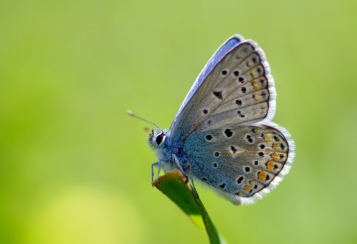Очень красивые бабочки: качественные фото 14