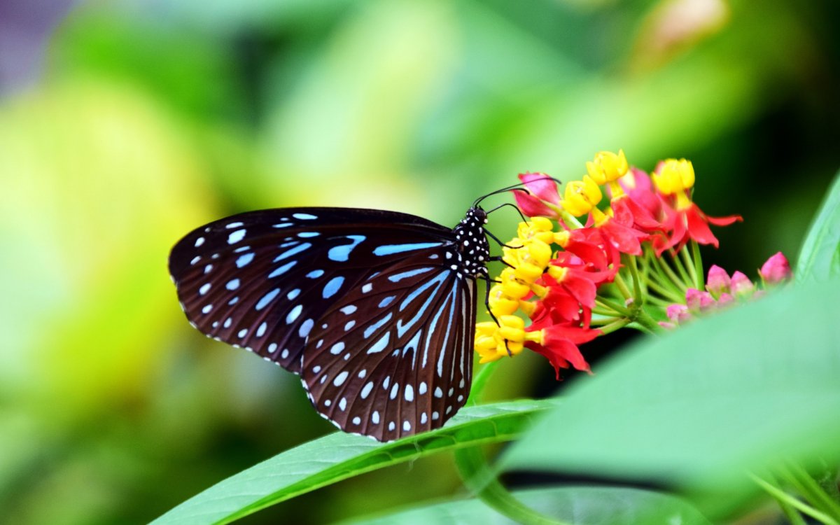 Очень красивые бабочки: качественные фото 15 бабочки