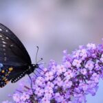 Очень красивые бабочки: качественные фото 53