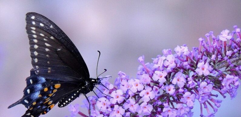 Очень красивые бабочки: качественные фото