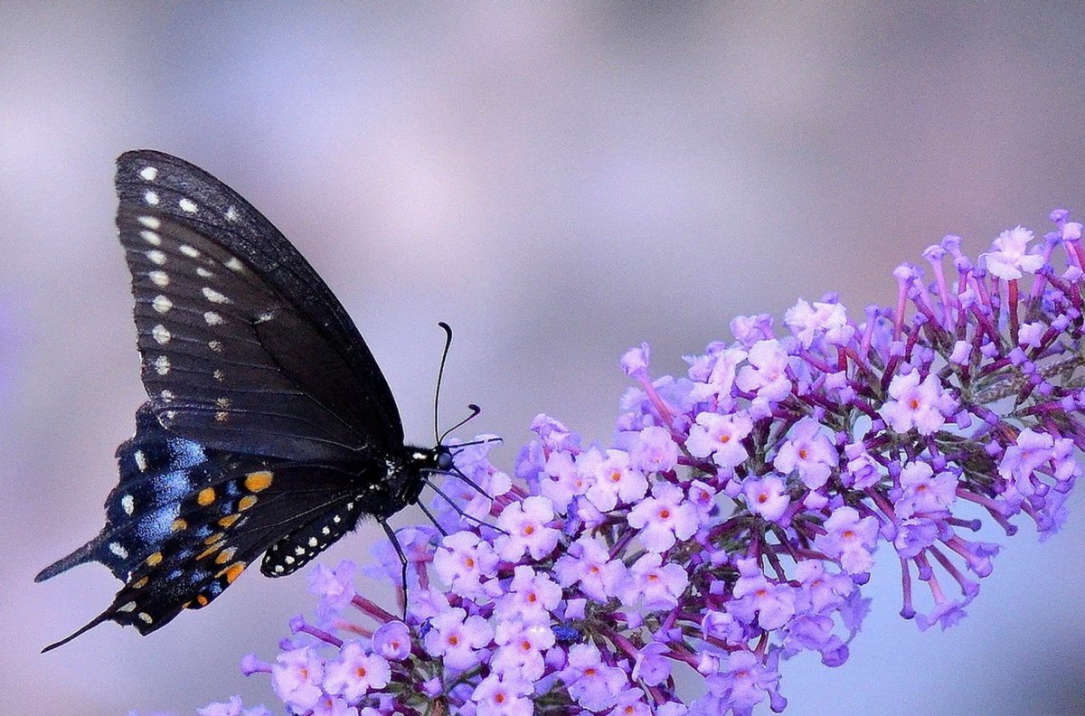 Очень красивые бабочки: качественные фото 18
