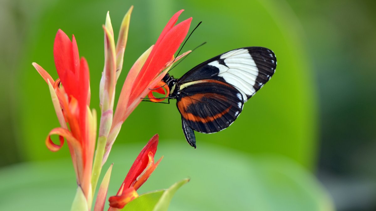 Очень красивые бабочки: качественные фото 20 бабочки