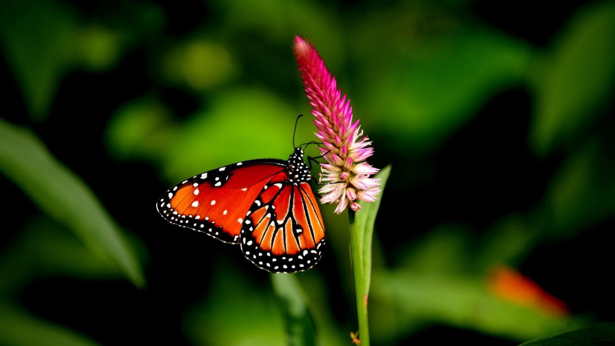 Очень красивые бабочки: качественные фото 21