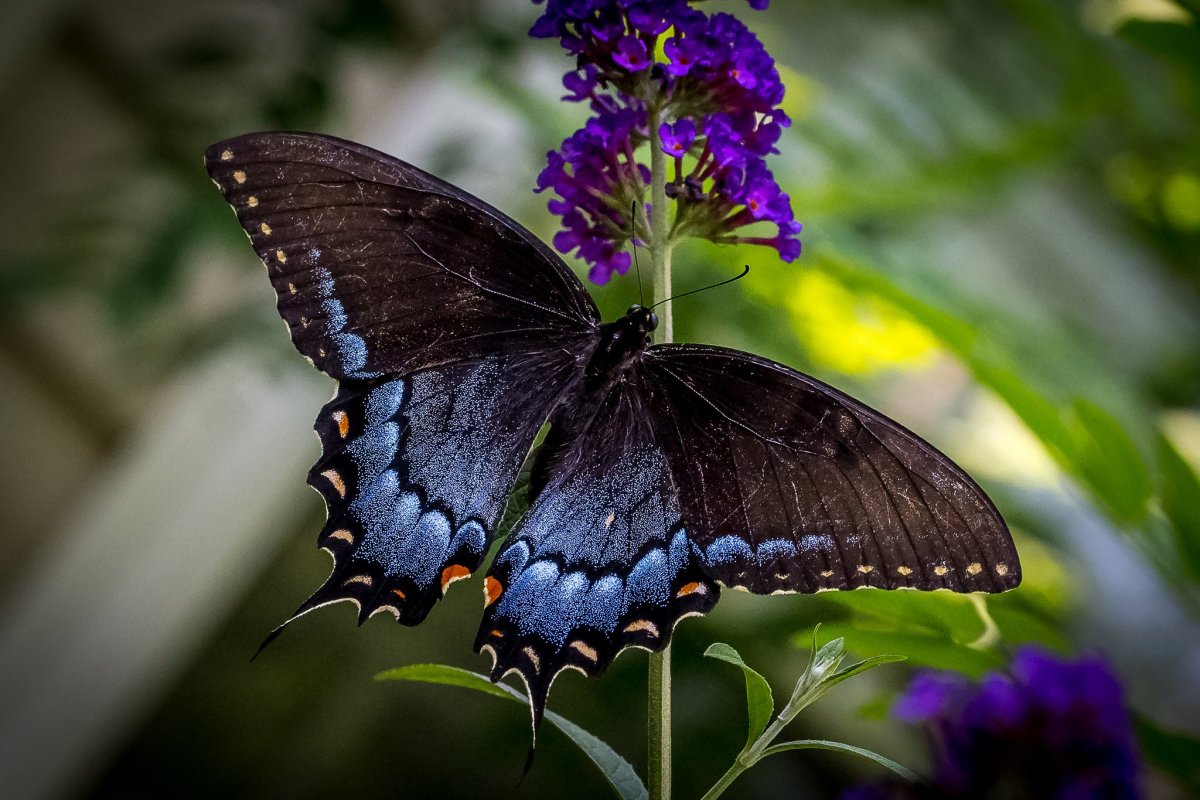 Очень красивые бабочки: качественные фото 22