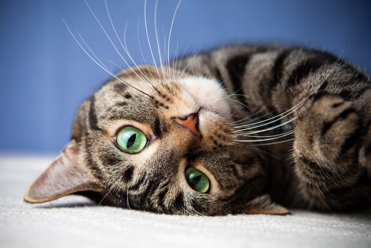 Просто красивые котики: фото "няшных" котов 10