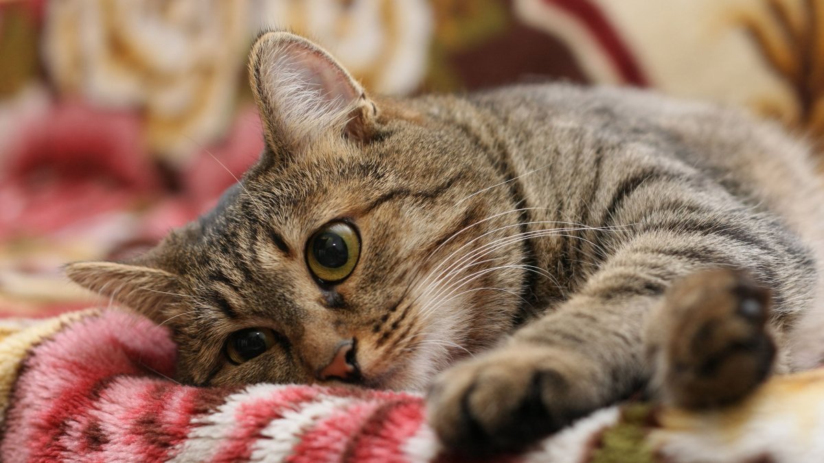 Просто красивые котики: фото "няшных" котов 11