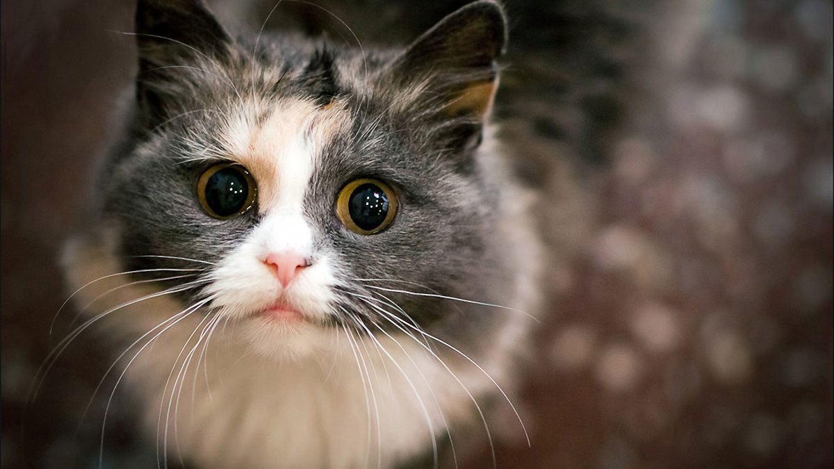 Просто красивые котики: фото "няшных" котов 12