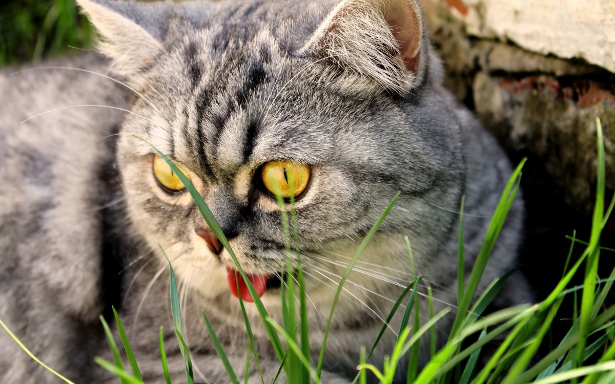 Просто красивые котики: фото "няшных" котов 13 котики