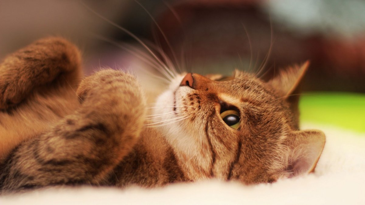 Просто красивые котики: фото "няшных" котов 16 котики