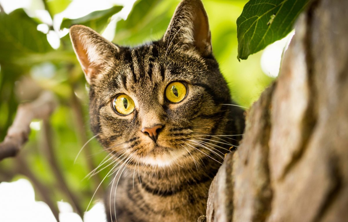 Просто красивые котики: фото "няшных" котов 19 котики