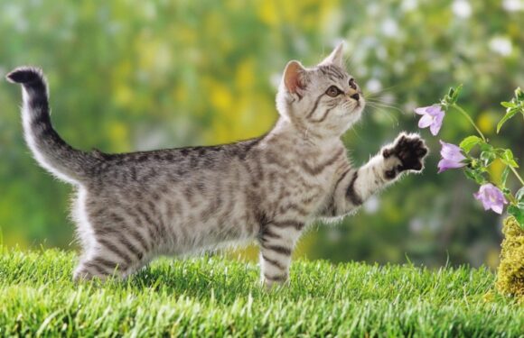 Просто красивые котики: фото «няшных» котов