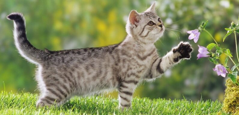 Просто красивые котики: фото «няшных» котов