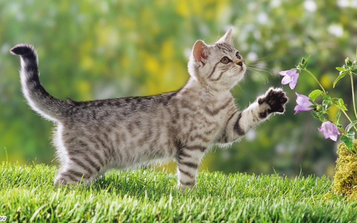 Просто красивые котики: фото "няшных" котов 21 котики