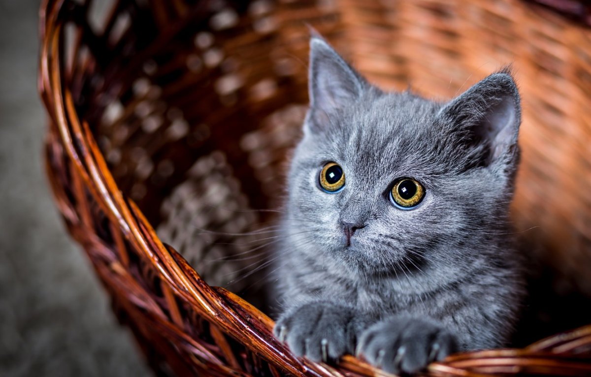 Просто красивые котики: фото "няшных" котов 22