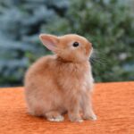 Карликовый кролик - дружелюбный питомец 35