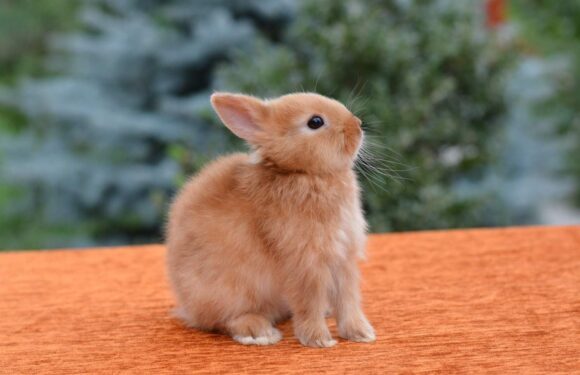 Карликовый кролик – дружелюбный питомец