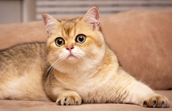 Золотистая шиншилла: описание и фото яркой рыжей породы кошек