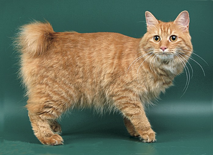 Бобтейл - описание породы кошек и фото питомцев 1 бобтейл