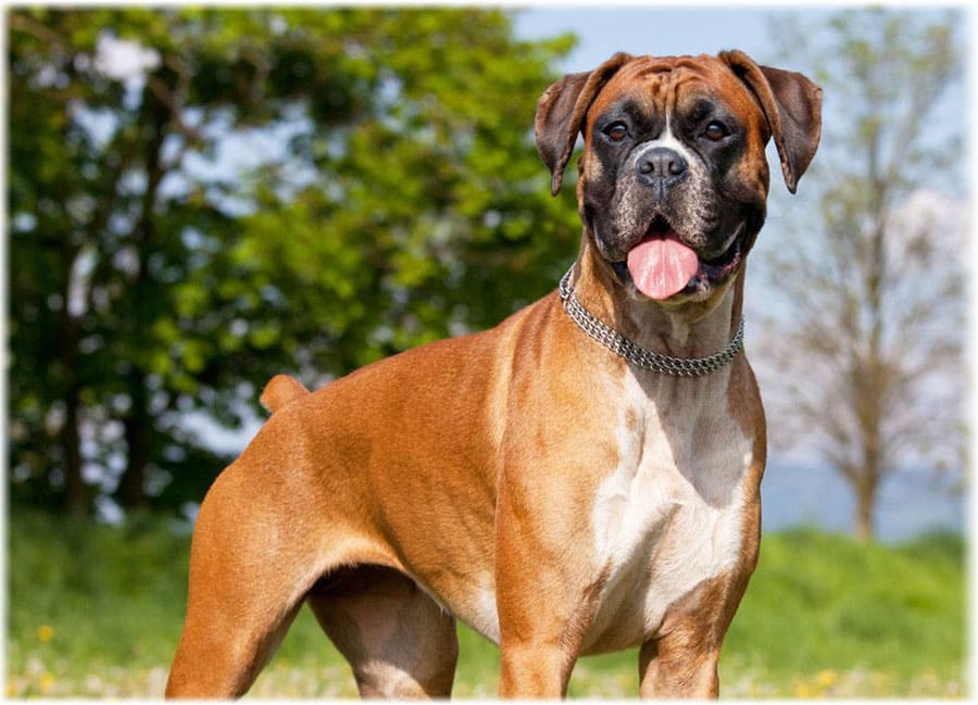 Боксер: фото и описание породы собак: немного об уходе 3 порода собак