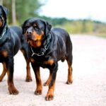 Ротвейлер - сильный питомец для ответственного хозяина 6 собака