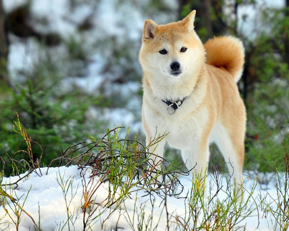 Акита-ину: описание породы, фото и уход за собакой 1