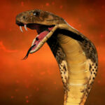 Самые опасные змеи и где они обитают 6 Кэндис Свейнпол