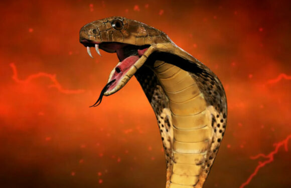 Самые опасные змеи и где они обитают
