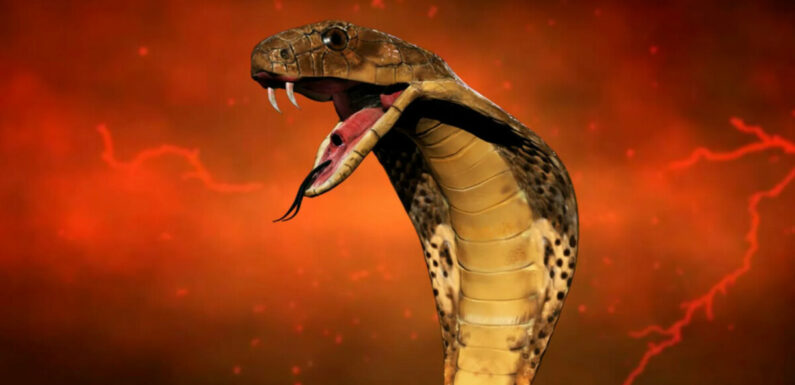 Самые опасные змеи и где они обитают