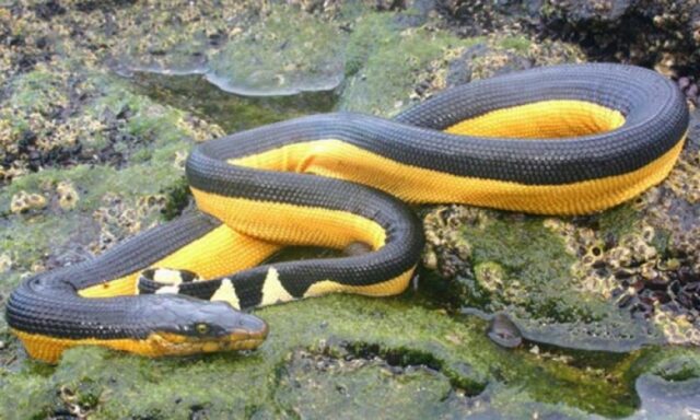 Самые опасные змеи и где они обитают 7 Самые опасные змеи