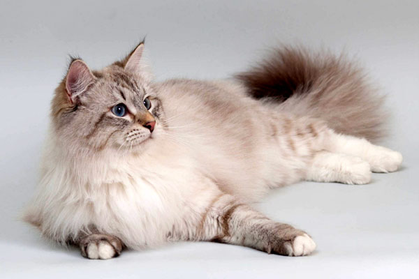 Невская маскарадная кошка: описание породы и фото 2 невская маскарадная