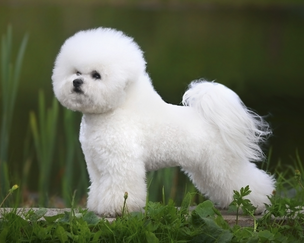 Бишон-фризе: описание и фото декоративной породы собак 2
