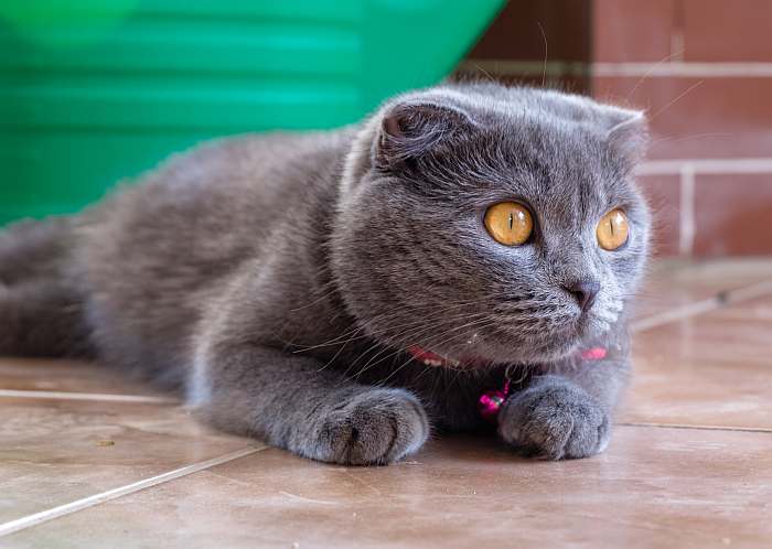Британские кошки: описание и уход за короткошерстным британцем 1 британская кошка
