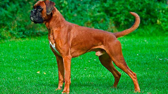 Боксер: фото и описание породы собак: немного об уходе 1 порода собак