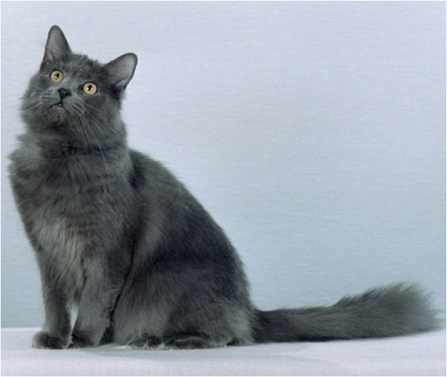 Нибелунг - спокойная и пушистая порода кошек 1