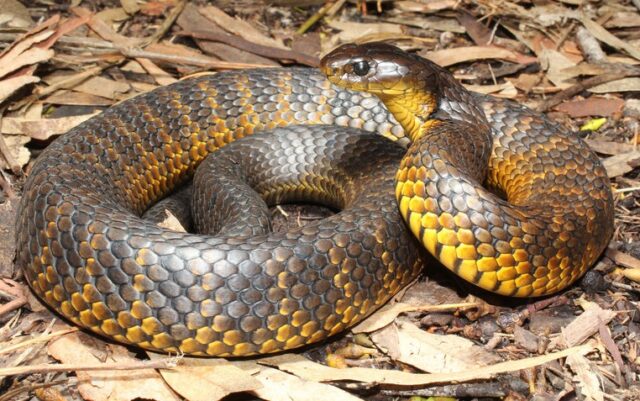 Самые опасные змеи и где они обитают 5 Самые опасные змеи