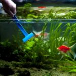 Как помыть аквариум: простые но важные рекомендации 5 Запуск аквариума