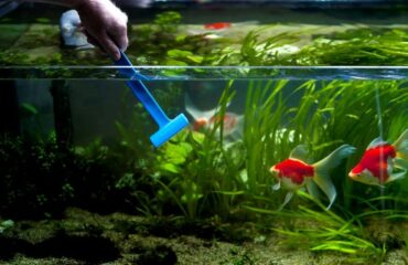 Как помыть аквариум: простые но важные рекомендации