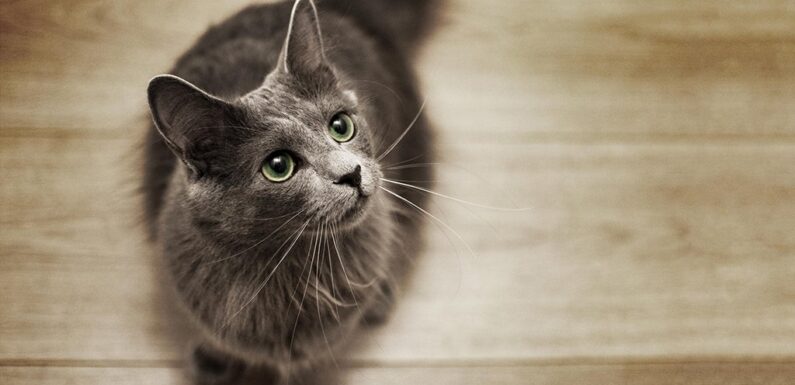 Нибелунг — спокойная и пушистая порода кошек