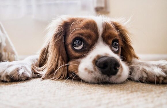 Лишай у собак: лечение и рекомендации ветеринаров